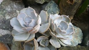 Echeveria Lilacina on the rock