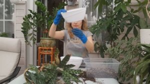 КАЛАТЕЯ В ДОМАШНИХ УСЛОВИЯХ/ ПЕРЕСАДКА