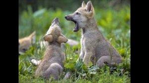 как волки учат своих детей Лев Николаевич Толстой рассказ