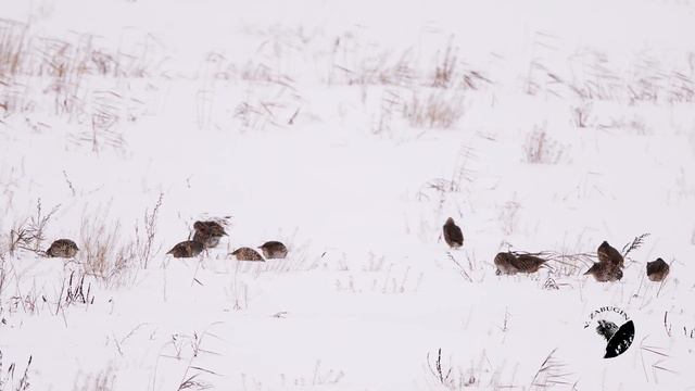 Серая куропатка смотреть онлайн