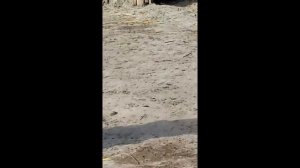 Величие  Верблюды   Зоопарк в Барнауле