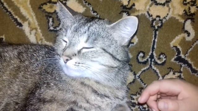 Кошачьи нежности