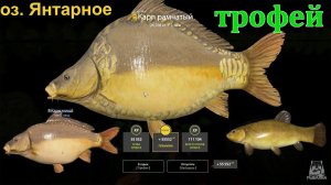 Русская рыбалка 4 / оз. Янтарное / Карп рамчатый (трофей) с первой поклевки на малину, карп голый