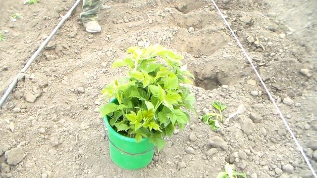 Как вырастить саженцы малины высокого качества