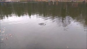 Форель ловится на пасту, на резину, ну и конечно на железо. Клёвое место, Лосиный остров, верхний.
