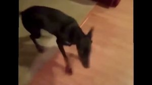 Ржака Доберман собирается на дачу.\Doberman na dachu