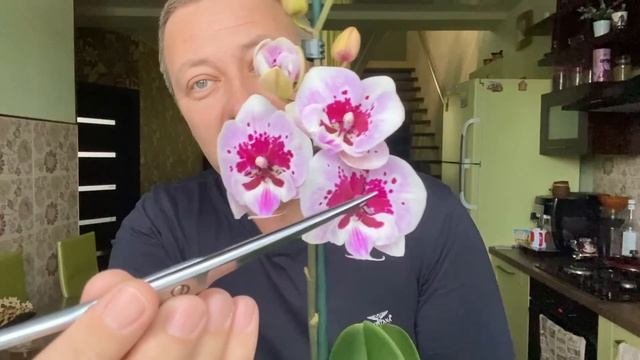 ОРХИДЕЯ СКАЗОЧНАЯ новинка обзор орхидеи из СЛОНЯЧИХ фаленопсисов Леруа Мерлен по 378 руб
