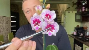 ОРХИДЕЯ СКАЗОЧНАЯ новинка обзор орхидеи из СЛОНЯЧИХ фаленопсисов Леруа Мерлен по 378 руб