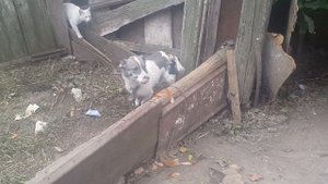 Собака Напала на Кота! Ужас! Жесть! 2019!