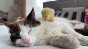 Цыплёнок спит на котике