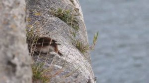 Пуночка   (Plectrophenax nivalis) - пение пуночки, интересный фильм.