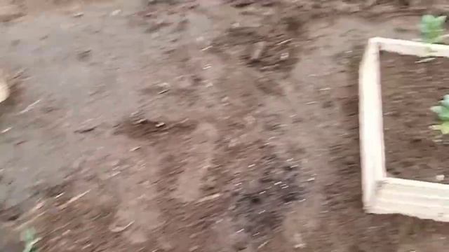 А мы на даче,садим помидоры, капусту и цветы. смотреть онлайн