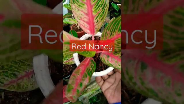 Aglonema Red Nancy #forsale #aglonema #red #aglonemamurah #aglonemakoleksian #aidinagarden