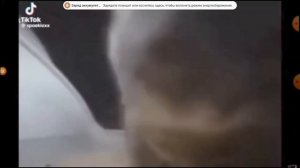 чипи чипи чапа чапа