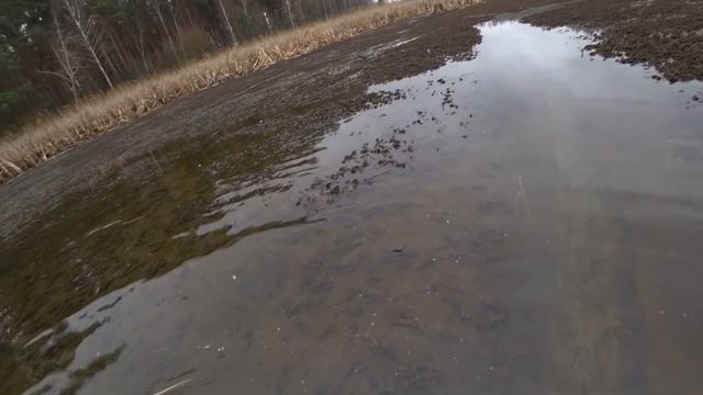Зарыбляю пруд! Ловля карпа руками в болоте.Спускаю озеро. смотреть онлайн