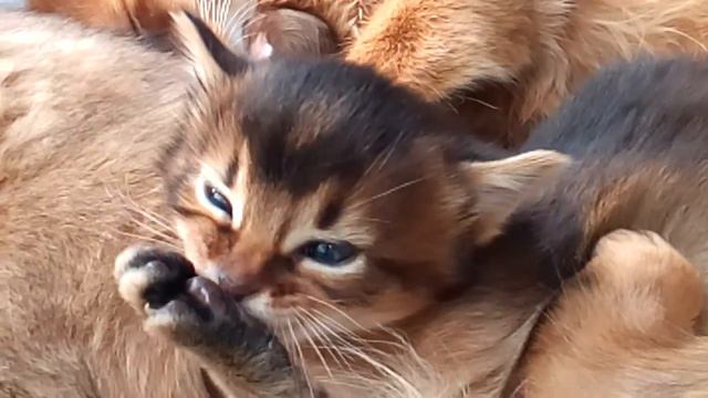 Сомалийские котята смотреть онлайн