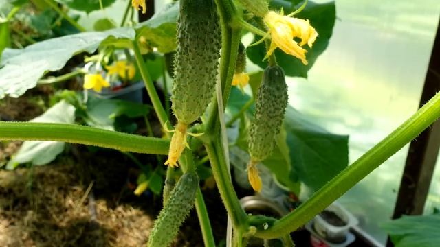 2 капли и огурцов нарастает тонна! Дайте это огурцам и будете собирать урожай ведрами до осени!!!