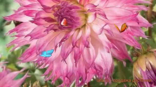 Георгина бахромчатая Снохо Диана (snoho diane) ? обзор: как сажать, луковицы георгины Снохо Диана смотреть онлайн