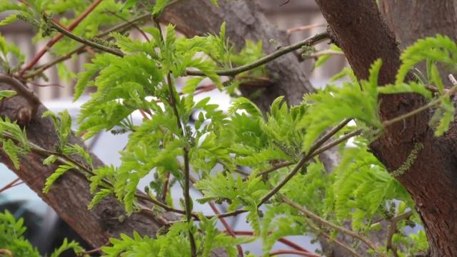 Canon Powershot SX60 HS Still Photos смотреть онлайн