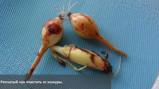Рецепт кабачковой икры с майонезом на зиму