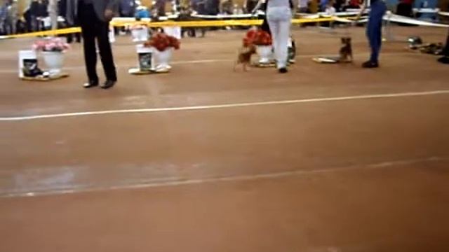 класс юниоров кобелей д-ш. смотреть онлайн