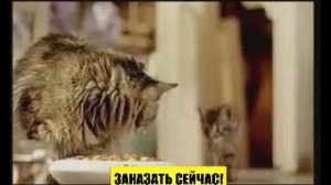 Whiskas   корм для самых прикольных кошек