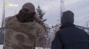 Пума Против Волка,Cougar vs Wolf,NatGeoWild