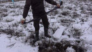 КАК ЗАЩИТИТЬ МОЛОДЫЕ ДЕРЕВЬЯ ЗИМОЙ ОТ ЗАЙЦЕВ