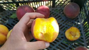 Роял Маджестик, Роял саммер, Роял Тайм, Экстрим 6, Файер брайт, Ромеа