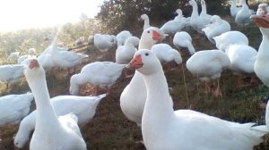 Определение пола гусей по внешнему виду в 4 месяца, порода Датский Легарт.