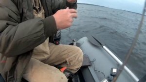 СУДАК в КАРЕЛИИ зачёт!!! (троллинговая рыбалка!). Озеро САНДАЛ в порядке!