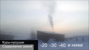 Куры-несушки. Содержание зимой.