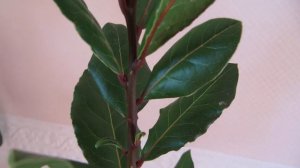 ЯНВАРЬ (часть 5) Болезни комнатных растений.