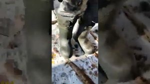 Тигр загрыз человека