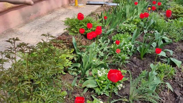 🌷 Flowers. English for kids. Английский для детей. смотреть онлайн