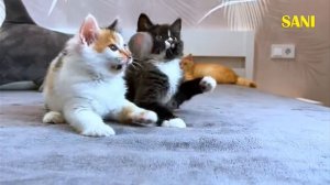 рассмотрите канал Sani show  и вы узнаете почему я выкладываю фрагмент из ролика🤲🤗🩷 Пожалуйста ❤️🩹