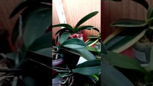 Цветение фаленопсиса моушен и других орхидей.