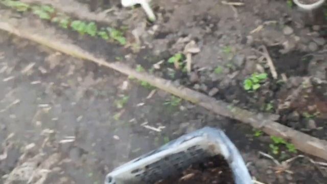 Выращивание ранних кабачков в ящиках.