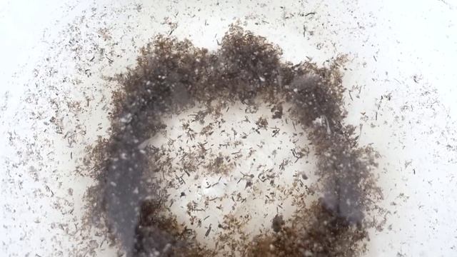 Живые рыбки с Aliexpress и муравьи! Что с ними? ЖИВЫЕ? смотреть онлайн