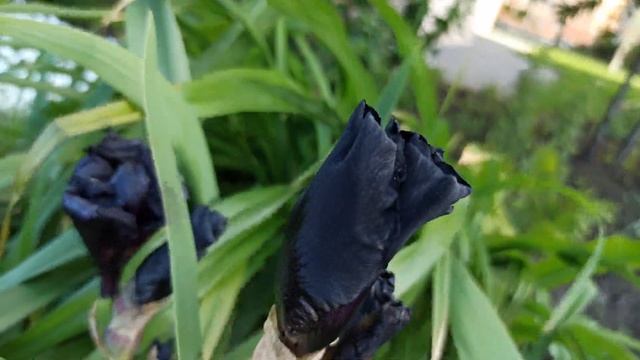 Разноцветные ирисы в Левенцовке/ Черные ирисы впервые вижу/ Цветут ирисы в Ростове смотреть онлайн