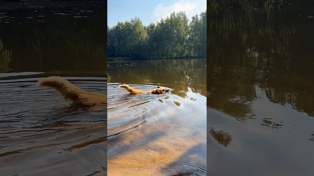 Солнце - хорошо, но тенёчек лучше. По мнению корги Бильбо