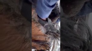 Почему надо подрезать гриву якутским лошадям?