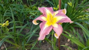 Лилейник Эриал Аплик . Hemerocallis Aerial Appligue .