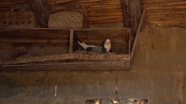 Village Cooking Channel In Turkmenistan  Breeding worms and pigeons  RURAL PEOPLE