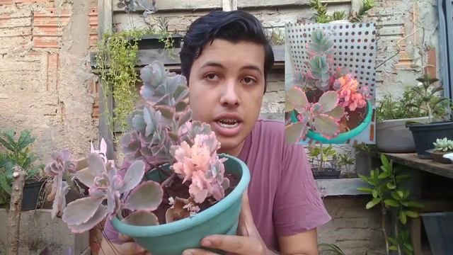 Cores falsa nas suculentas fica esperto(a)🤔🤯🚨 смотреть онлайн