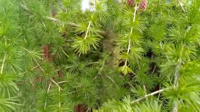 30.05.2022 - Как цветёт лиственница. смотреть онлайн