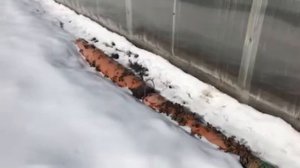 Клубника в трубе. Зимовка