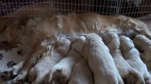 Щенки ретривера сосут маму. Им 22 дня/Golden retriever puppies eating. 22 days