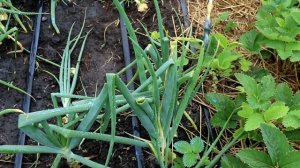 Всегда защищаю лук этим средством и собираю тонну! Когда убирать лук на зиму, сроки, как хранить лу