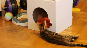 Бенгальский кот - прикол. Смешные игры бенгальских котят.http://www.bengalocats.com/